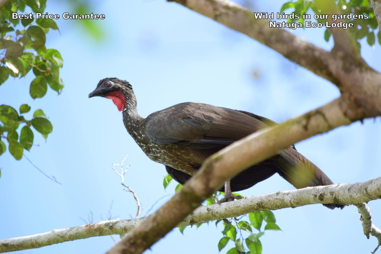 Natuga Ecolodge-Villas Dominical Baru Экстерьер фото